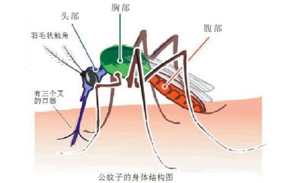  到底誰更招蚊子？千年?duì)幷摻K于有答案了,郁康